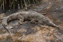 0080 Cairns Tropical Zoo